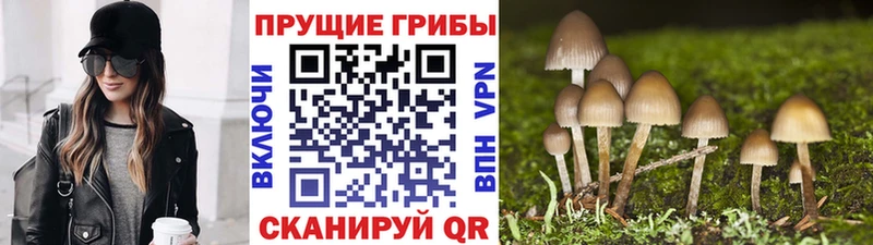 Галлюциногенные грибы Cubensis  купить наркотик  Сусуман 